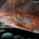 CK-Cambarellus (Hybrid)-1