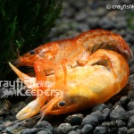 CK-Cambarellus Patzcuarensis-2