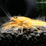 CK-Cambarellus Patzcuarensis-3