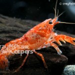 CK-Cambarellus Patzcuarensis-5