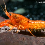 CK-Cambarellus Patzcuarensis-6