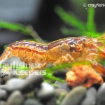 CK-Cambarellus Patzcuarensis-8