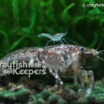 CK-Cambarellus Schmitti-1