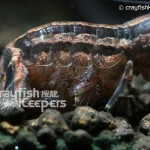 CK-Cambarellus Schmitti-2