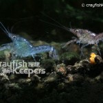 CK-Cambarellus Schmitti-3