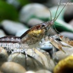 CK-Cambarellus Schmitti-6