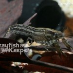 CK-Cambarellus Shufeldtii-1