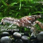 CK-Cambarellus Shufeldtii-4