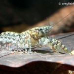 CK-Cambarellus Shufeldtii-5