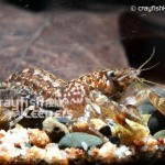 CK-Cambarellus Shufeldtii-6