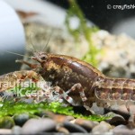 CK-Cambarellus Texanus-1