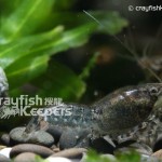 CK-Cambarellus Texanus-2