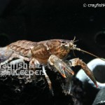 CK-Cambarus Distans-2