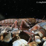 CK-Cambarus Distans-3