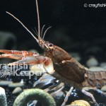 CK-Cambarus Distans-4