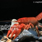 CK-Cambarus Pyronotus-1