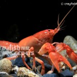 CK-Cambarus Pyronotus-2