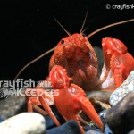 CK-Cambarus Pyronotus-3