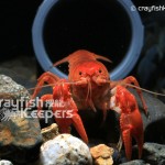 CK-Cambarus Pyronotus-4