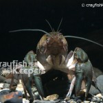CK-Cambarus bartonii-1
