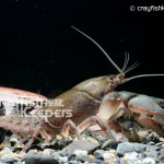 CK-Cambarus bartonii-2