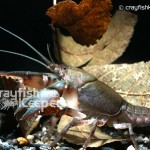 CK-Cambarus bartonii-3