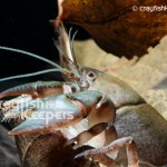 CK-Cambarus bartonii-4