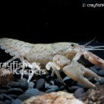 CK-Cambarus bartonii-5