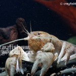 CK-Cambarus bartonii-6