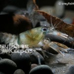 CK-Cambarus coosae-2