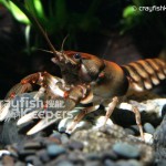 CK-Cambarus coosae-4