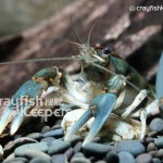 CK-Cambarus coosae-5