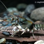 CK-Cambarus coosae-6