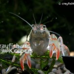 CK-Cambarus diogenes-1