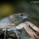 CK-Cambarus diogenes-2