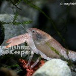 CK-Cambarus diogenes-3