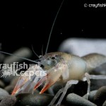 CK-Cambarus diogenes-4