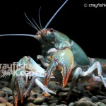 CK-Cambarus diogenes-5