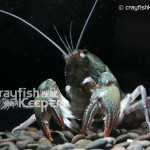 CK-Cambarus diogenes-6