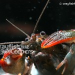 CK-Cambarus diogenes-7