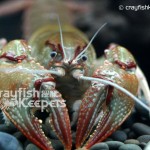 CK-Cambarus diogenes-8