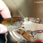 CK-Cambarus diogenes-9