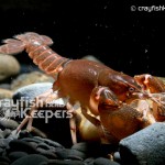 CK-Cambarus dubius-1