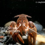 CK-Cambarus dubius-2