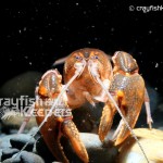 CK-Cambarus dubius-3