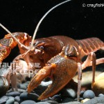 CK-Cambarus dubius-4