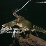 CK-Cambarus englishi-1