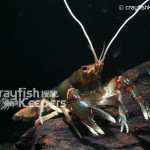 CK-Cambarus englishi-2