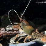 CK-Cambarus englishi-3