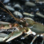 CK-Cambarus girardianus-1